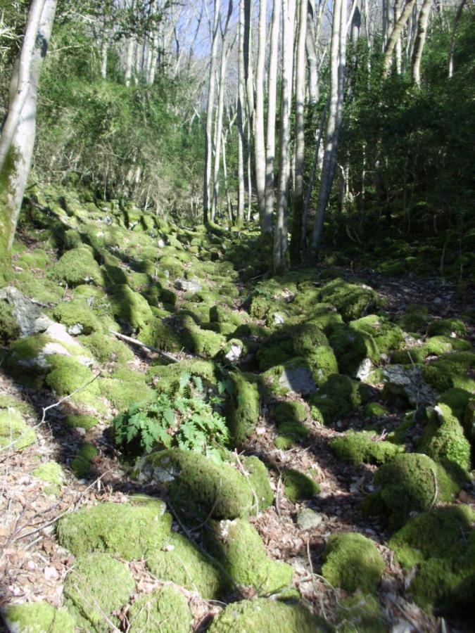 Les Gabelous - Chambre D'Hotes - Viroinval Dourbes Eksteriør bilde